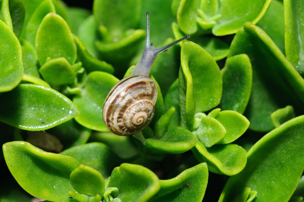A close-up of a snail on vibrant green succulent leaves.